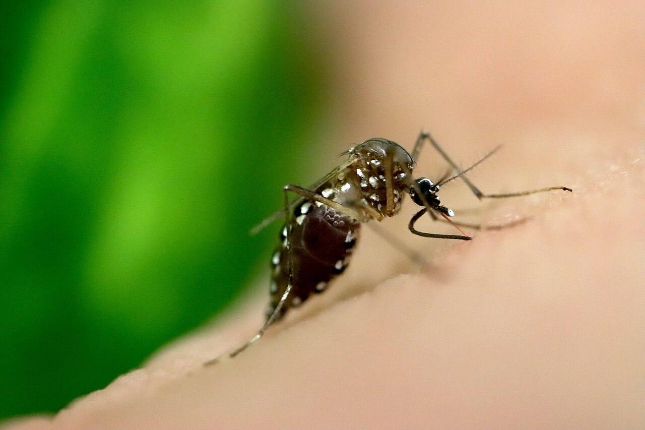 Mosquito Aedes aegypti picando la piel humana en primer plano, con el abdomen hinchado de sangre y las manchas blancas características de la especie sobre el tórax y las patas.