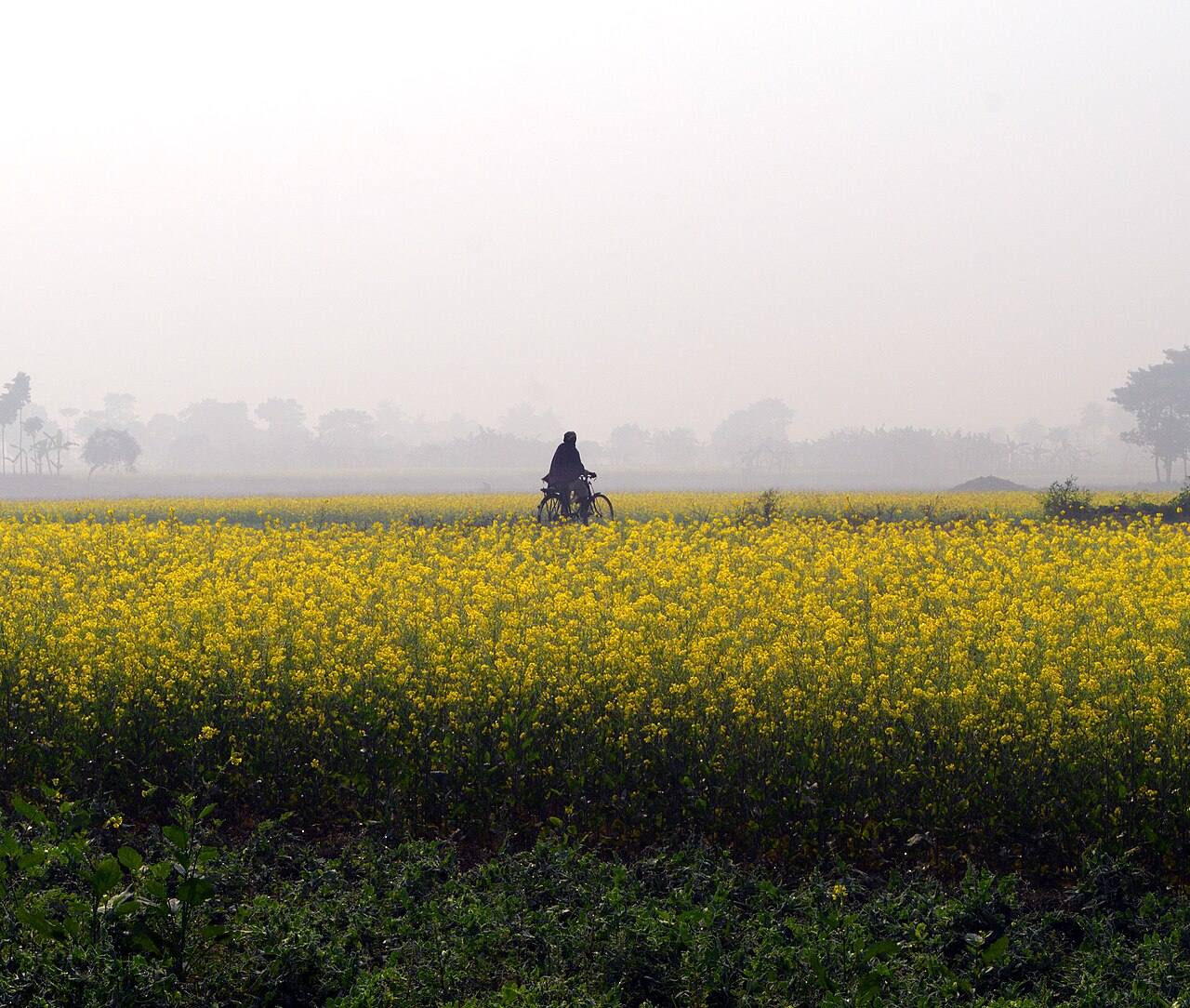 Vida rural y explotaciones agrícolas en la India